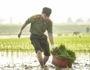 Đề xuất chính sách hỗ trợ lực lượng thương lái lúa gạo ở miền Tây